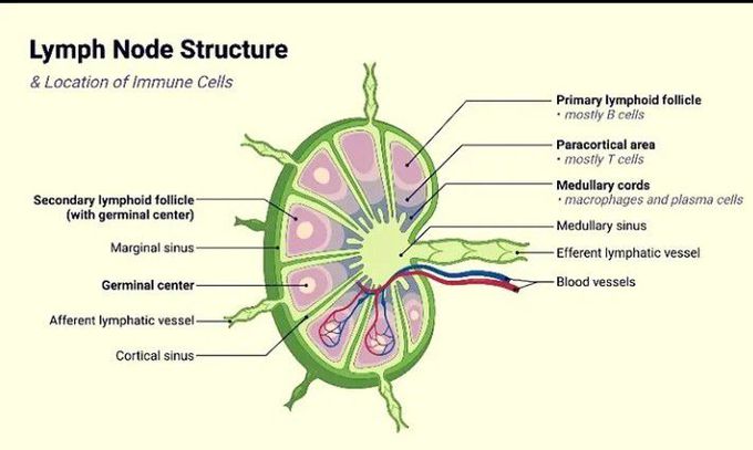 Lymph nodes