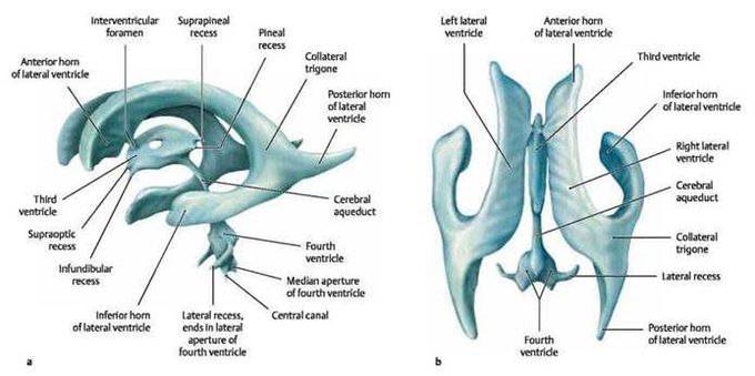 Ventricular System