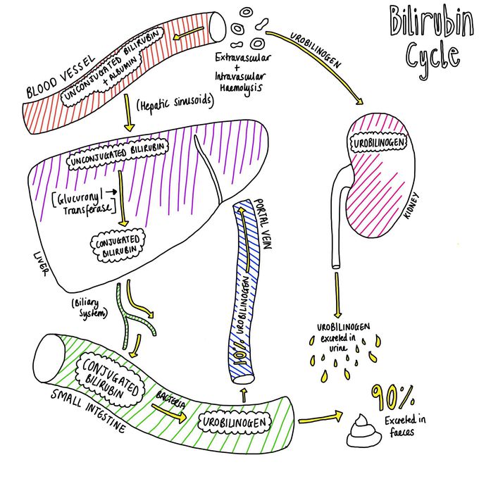 Bilirubin Cycle