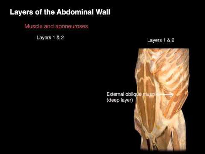 Abdominal wall: Layers, muscles and fascia