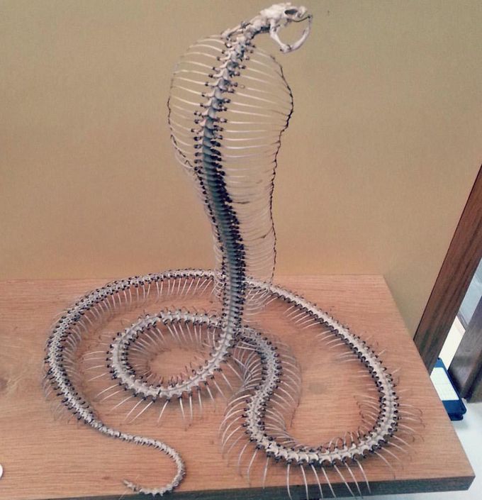 This is the skeleton of King Cobra.