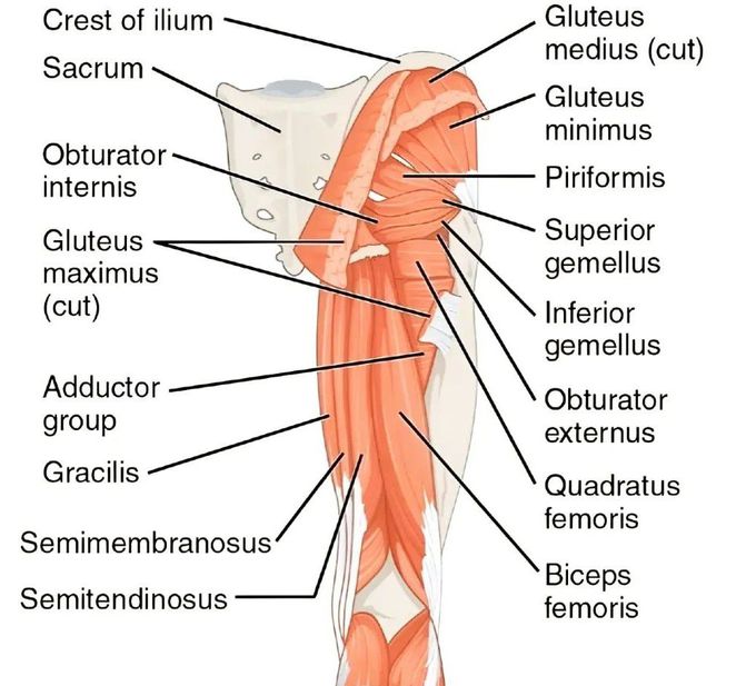 Muscles of the Thigh