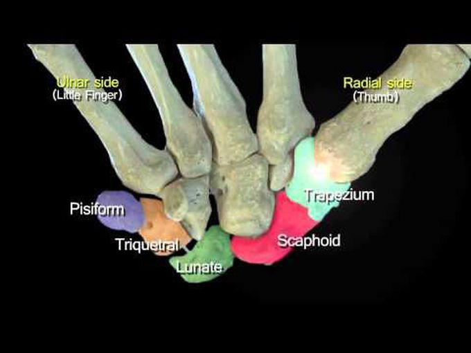 Learn the Carpal Bones - in 3D