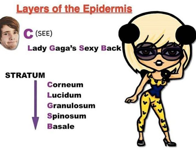 Epidermis layer