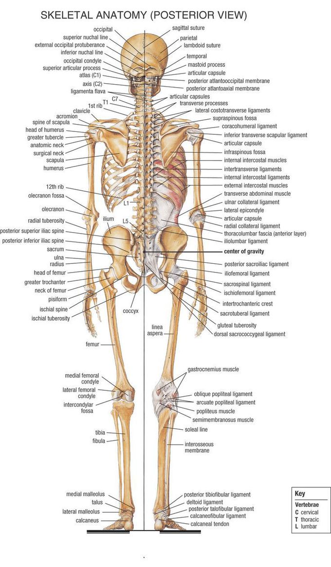 The human body