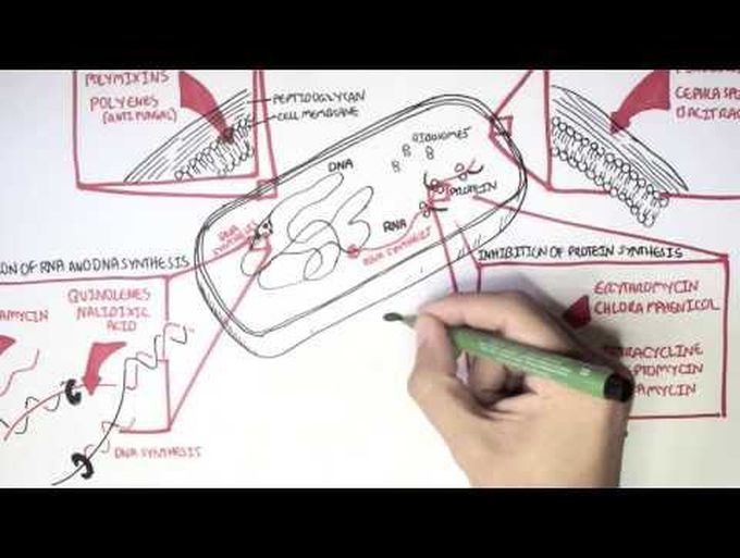 How Do Antibiotics Works?