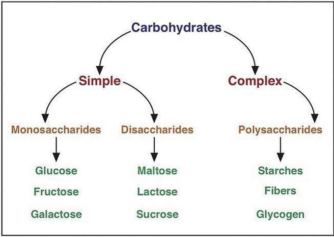 Basic classification of carbohydrates