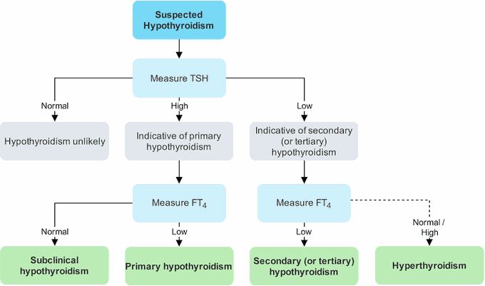 Hypothyroidism diagnostic algorithm