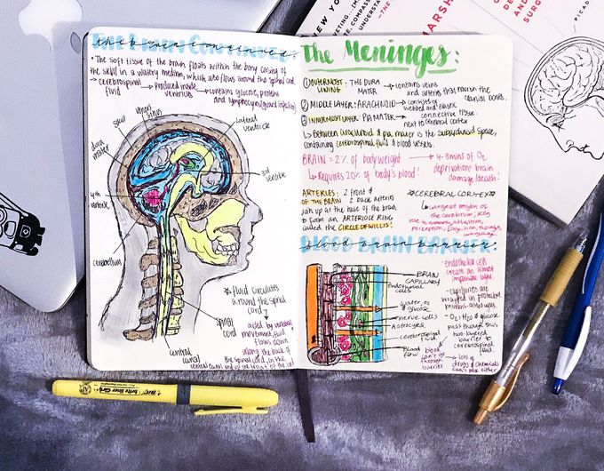 MEDizzy - The Brain’s Anatomy