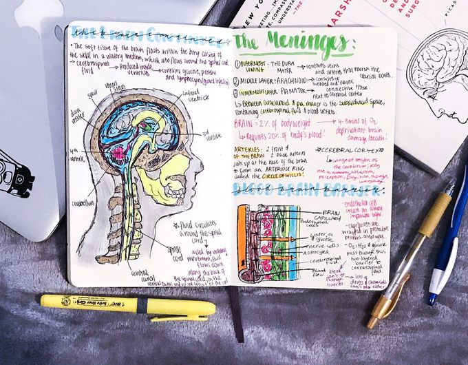The Brain’s Anatomy