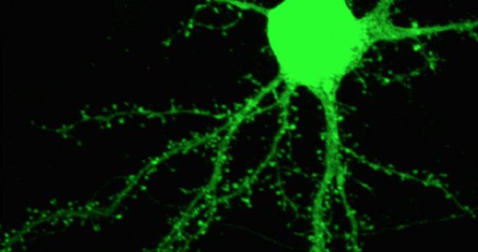 Molecular control of neurotransmitter linked to autism described