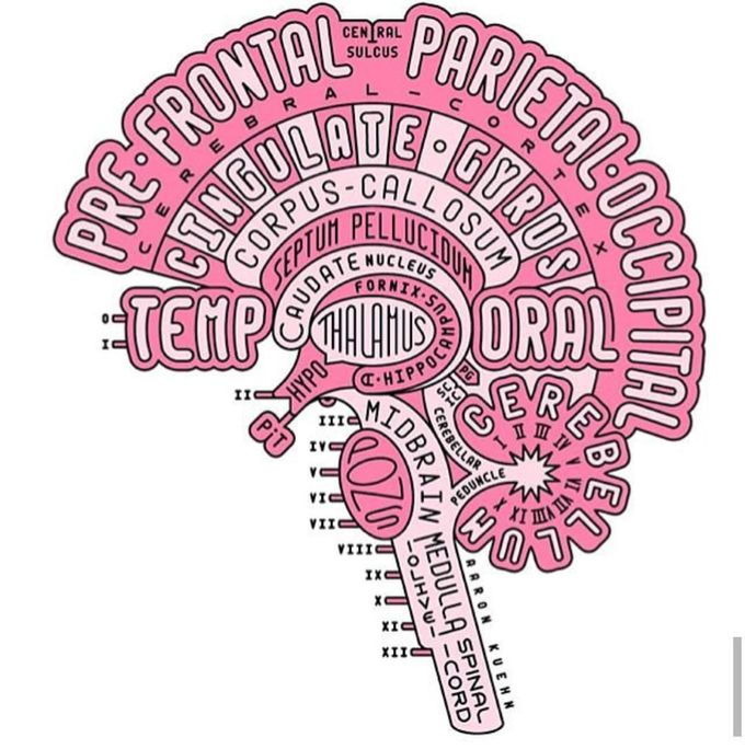 Brain  parts