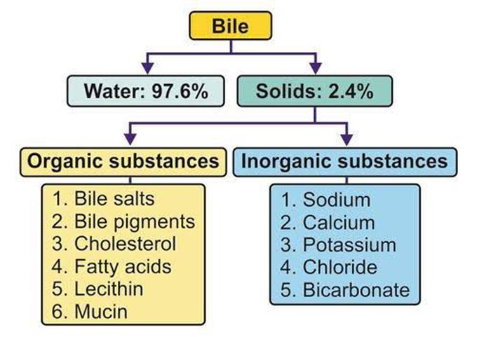 Composition of Bile