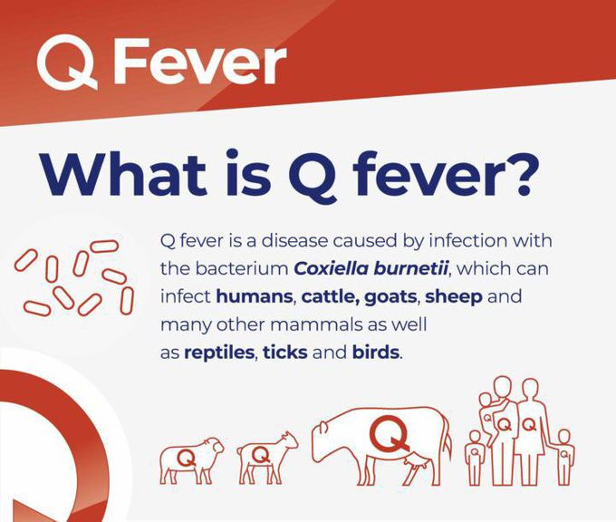 Q fever