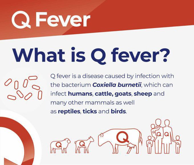 Q fever - MEDizzy