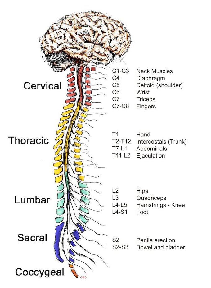 Brain to spine