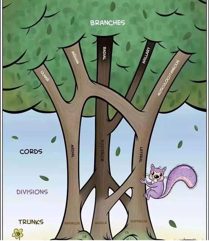 Brachial Plexus