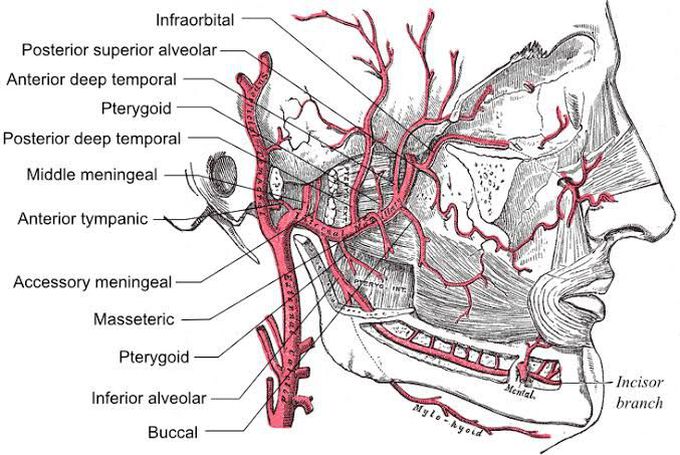 Branches of maxillary artery