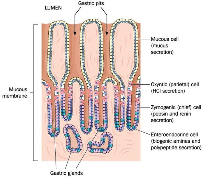 Endocrine cells of stomach