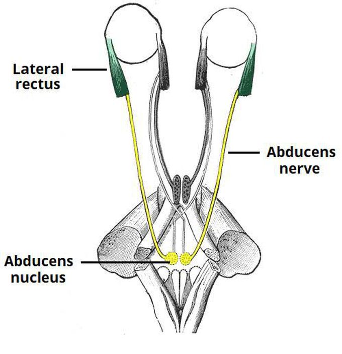 Abducent nerve