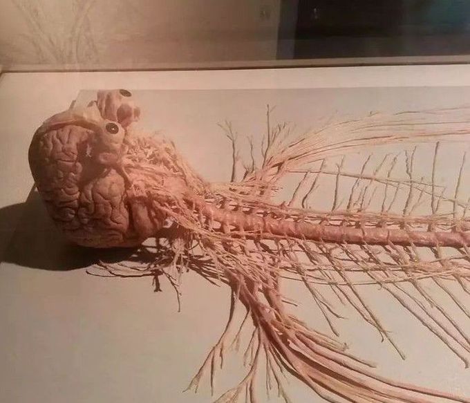 The Nervous System