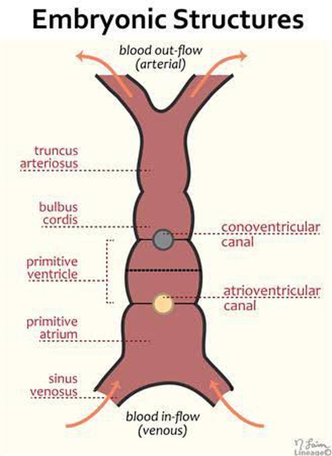 Cardiac Embryonic Structure