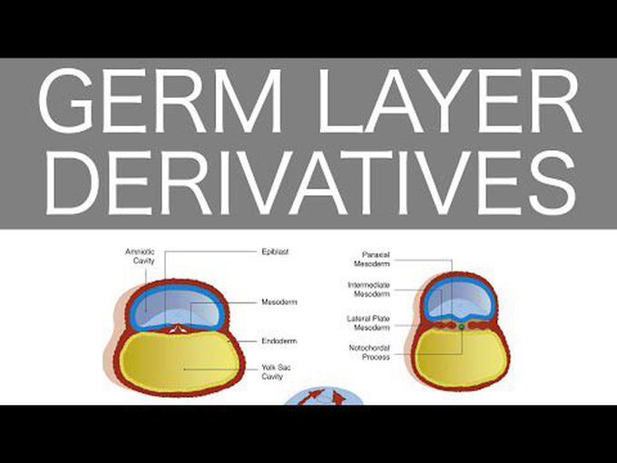 Germ Layer Derivatives