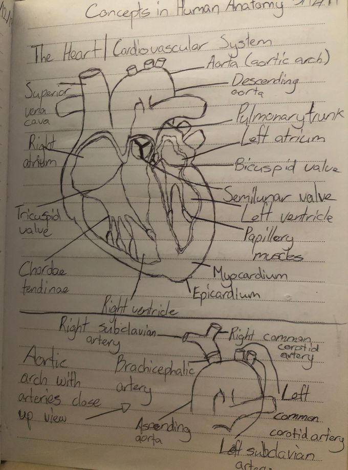 The Human Heart and it’s components