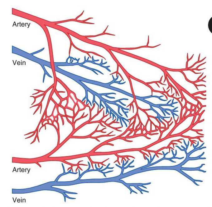 Coronary arterial system