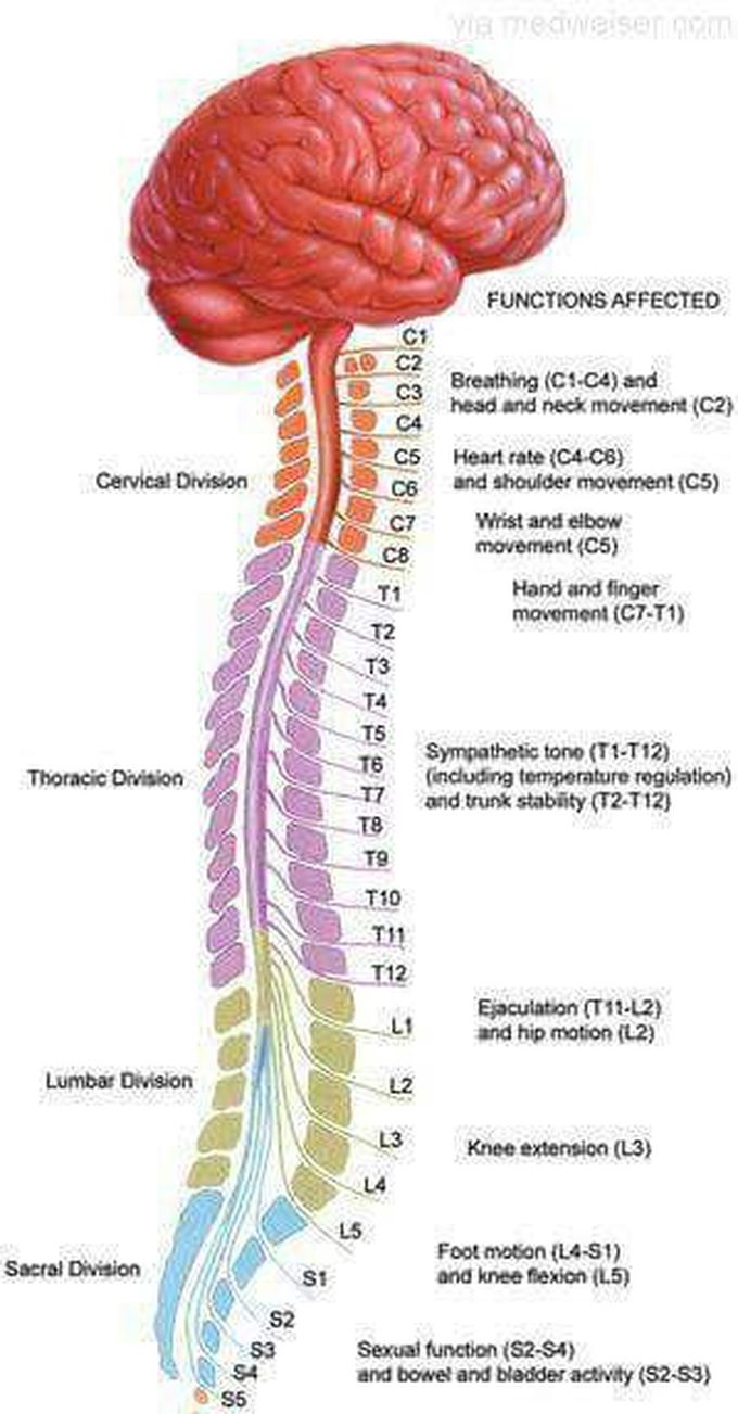 Parts of Spine and related functions - MEDizzy