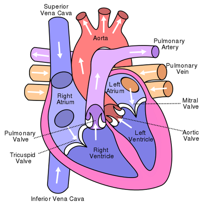 Pulmonary vein