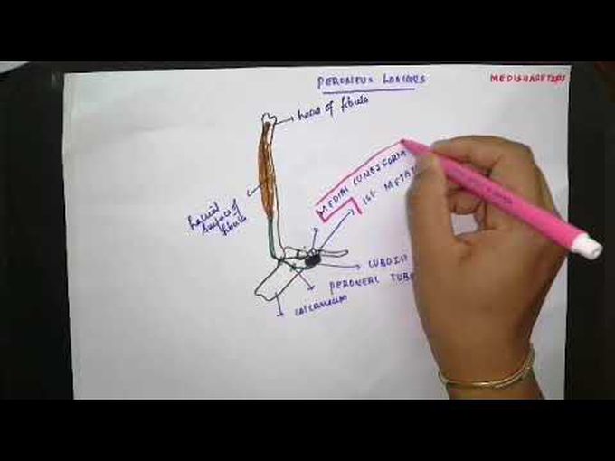 Muscles of the Lateral Compartment of the Leg