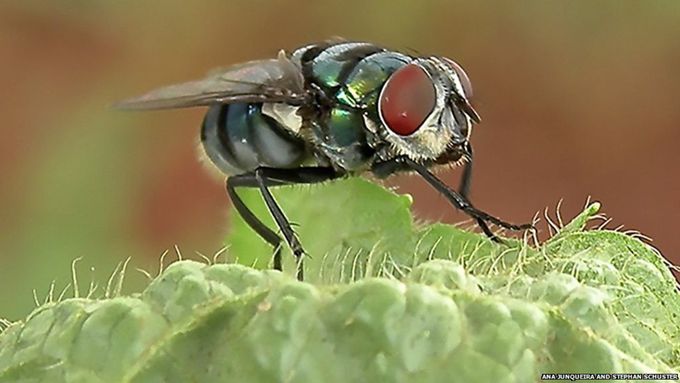 Flies more germ-laden than suspected