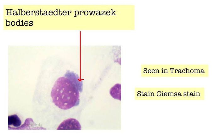 Halberstaedter Prowazek Bodies