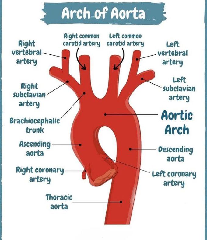Arch of aorta