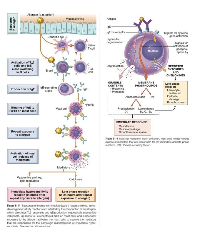 Anaphylaxis II