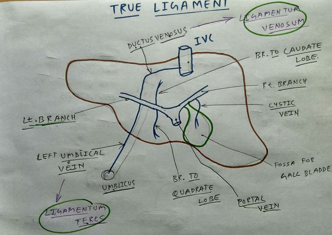 True ligament of liver