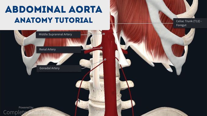 Abdominal Aorta Anatomy Overview