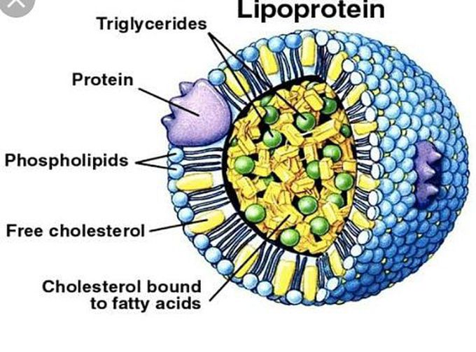 The lipoprotein is a special particle of oil droplets surrounded by a single layer of phospholipid molecule. Phospholipids are fat molecules that are bound to a phosphorus-containing group. They are different in terms of being amphipathic, ie they have both polar and non-polar ends.

In a lipoprotein, the polar ends of all the phospholipid molecules look outward, interacting with a polar molecule itself. This allows the lipoprotein to be transported in the blood, rather than rising to the top, like cream in the milk. The non-polar oil collected in the center of the lipoprotein in the phospholipid layer is thus transported to the place where it must be stored or metabolized in the bloodstream, although it is insoluble in the blood. Thus, lipoproteins are trucks at the molecular level to transport the oils wherever necessary or stored.

Types of Lipoproteins

Different lipoproteins are differentiated from specific proteins bound to the phospholipid outer layer called apolipoprotein. This also helps to stabilize the fatty molecule and also in some cases binds to cell surface receptors to enable the cell to receive lipoprotein by receptor-mediated endocytosis.

The types and functions of lipoproteins are as follows:

Chylomicrons - these are the density of lipoproteins with the highest and highest triglyceride content. They consist of a protein component synthesized in the liver, which wraps around the diet-derived cholesterol and fats. It passes from intestinal lymphatics to large vessels and adheres to the inner surface of small capillary blood vessels in the muscles and to fat storage cells in various parts of the body. Fat is digested while remaining cholesterol. This is now called chylomicron residue. He goes to the liver where cholesterol is metabolized. Thus, chylomicrons deliver fat and cholesterol from the intestines to the muscles, fat cells and liver. B-100 is associated with 5 different apoproteins, CI, C-II, C-III and E. With the exclusion of apoproteins, they are converted to idL and LDL, except those referred to as Apoprotein B100. cholesterol. They are second only to chylomicrons in the content of triglycerides.ID - medium density lipoprotein, created by the metabolism of VLDL. The only apoprotein associated with this is apoB-100. Thus, all of these forms carry the lipids and cholesterol produced in the liver into tissues. HDL is a high-density lipoprotein - this has the highest protein: lipid ratio and is therefore the busiest. It has apoprotein A-1. This is also called iyel good cholesterol aci because it transports cholesterol from tissues to the liver and lowers blood cholesterol levels. High levels of HDL are associated with a low risk of cardiovascular disease. HDL levels are higher with exercise, higher estrogen levels, alcohol consumption and weight loss.

The importance of lipoproteins

Lipoproteins show variable patterns associated with the risk of having a fatal cardiovascular event. High LDL, VLDL and triglyceride levels are associated with increased risk of atherosclerosis and heart disease. High HDL is associated with lower cholesterol levels and a lower cardiovascular risk. Thus, a high apo-A-1 measurement is associated with a low risk of atherosclerosis. HDL levels fall with smoking and rise with regular exercise, alcohol use, estrogen levels and weight loss.

Lipid Profile

An important part of the health assessment is the lipid profile. This includes measuring total plasma cholesterol, LDL, VLDL and HDL levels, and triglyceride levels. These numbers are examined together with other risk factors in your history to determine whether treatment is necessary to lower your cholesterol levels. High cholesterol does not show any symptoms or symptoms, so a blood test is required to assess the risk of atherosclerosis. All children should have a 9-11 age lipid profile and should be repeated between 17-21 years. Adults without other risk factors should take a blood lipid profile once in at least 5 years.

A diet high in saturated fat is associated with a high cholesterol level. However, if omega-3 contains abundant fish oil, which is rich in unsaturated fats, cholesterol and triglyceride levels are significantly reduced. Monounsaturated and polyunsaturated fatty acids also reduce blood cholesterol, such as olive oil and peanut or sunflower oil, respectively.