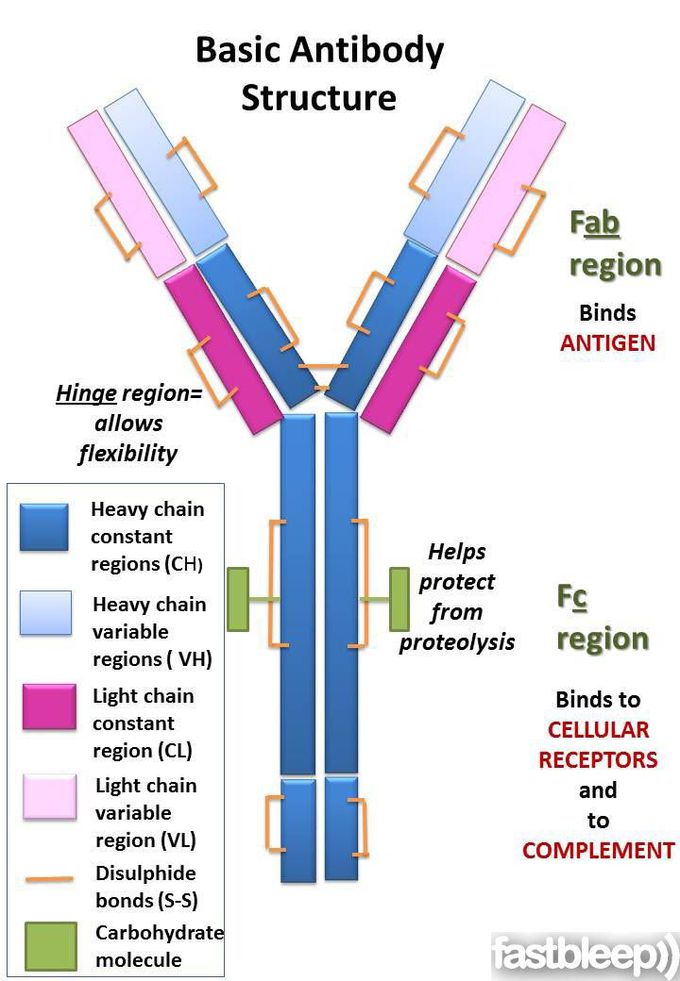 Antibody Structure Diagram The Structure Of A Typical Antibody 