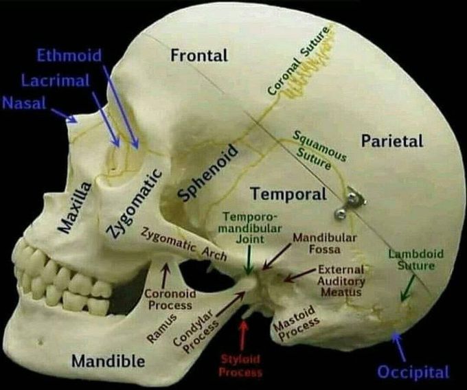 Skull Bones