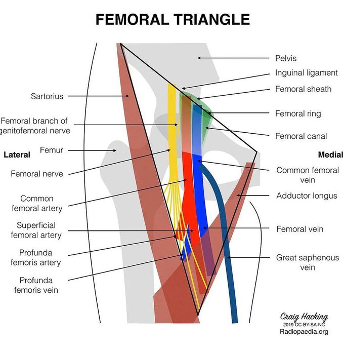 Femoral Triangle