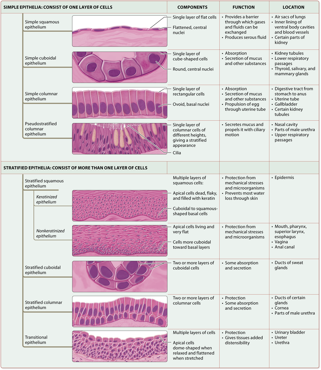 Summary Of Epithelial Tissues