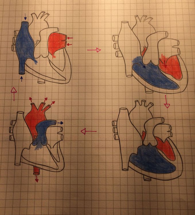 Ciclo cardiaco