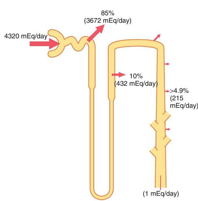 Bicarbonate reabsorption