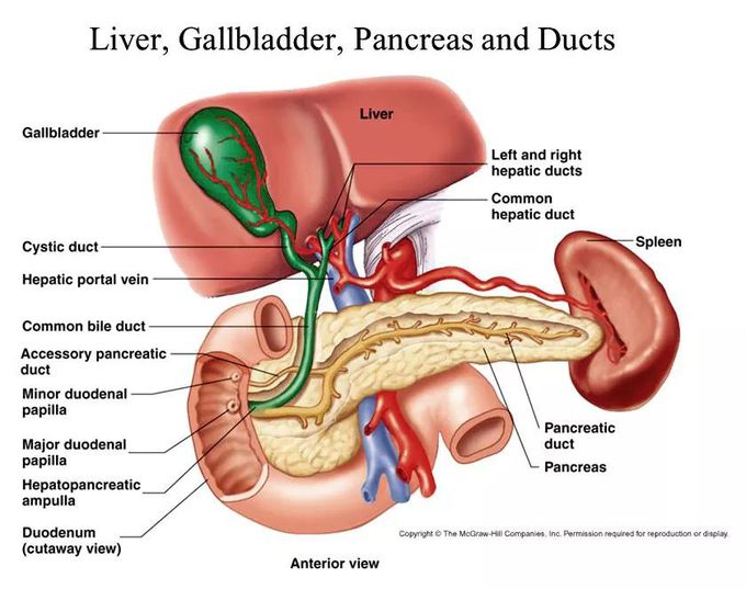 Hepatobiliary