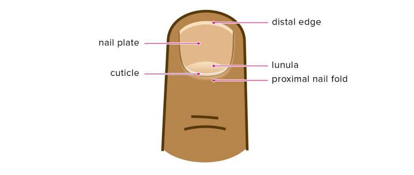 Cuticle - MEDizzy