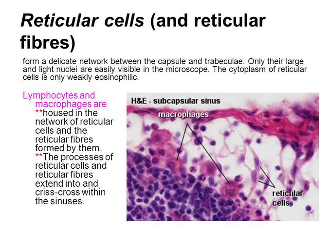 Reticular cell