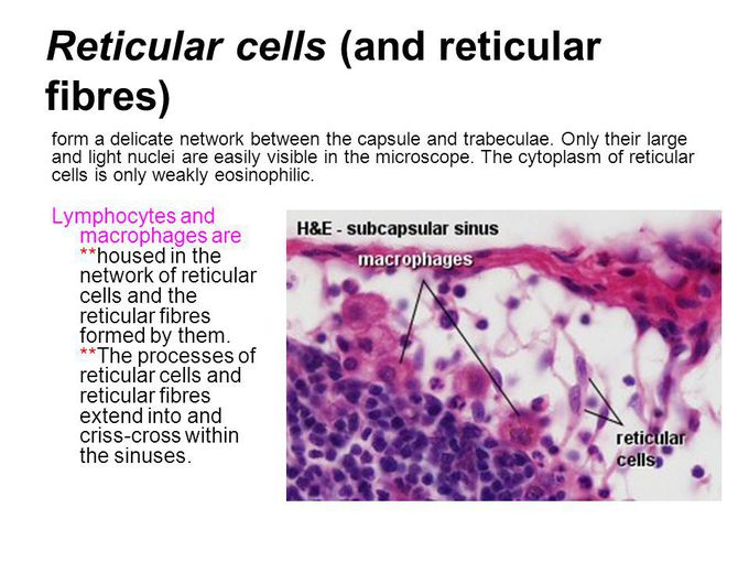 Reticular cell