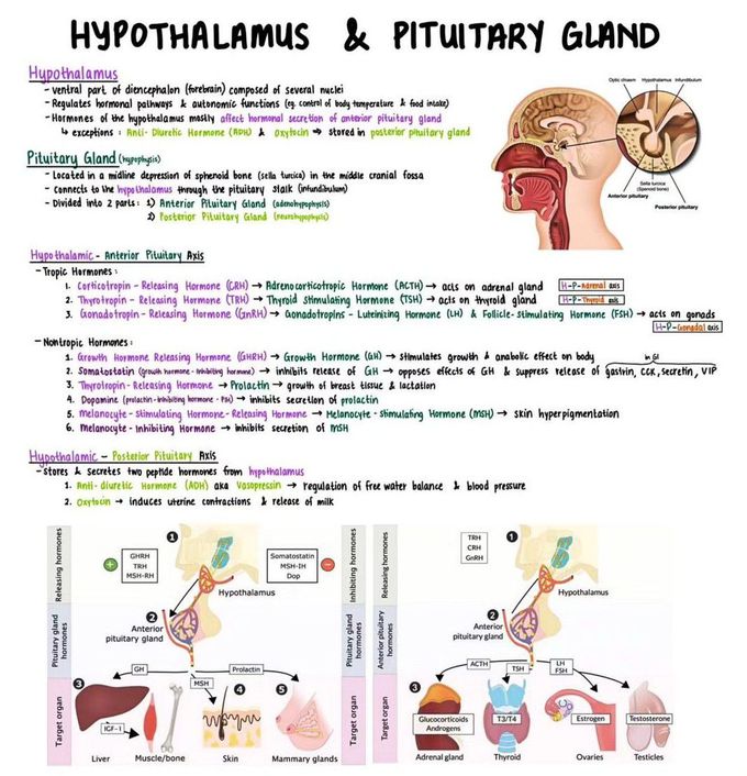 Hypothalamus and Pituitary Gland